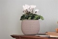 GE-485-IMG-3922-Blumentopf-HIPSTER-BOWL-2in1-Set-in-versch--Farben-und-Groessen.jpg