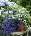 balkonkasten-lobelie-hortensie.jpg