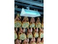 lampa-lepowa-mo-stick-372-professional4.jpg