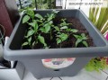 bergamot-50-antracyt-2.jpg